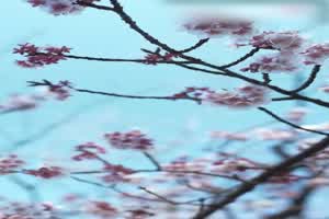 91大神 每年桃花开的时候就想起帮我舔的人  背景图片