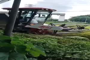 门事件 精彩“倒伏王”水稻收割机，小伙田里玩漂移  背景图片