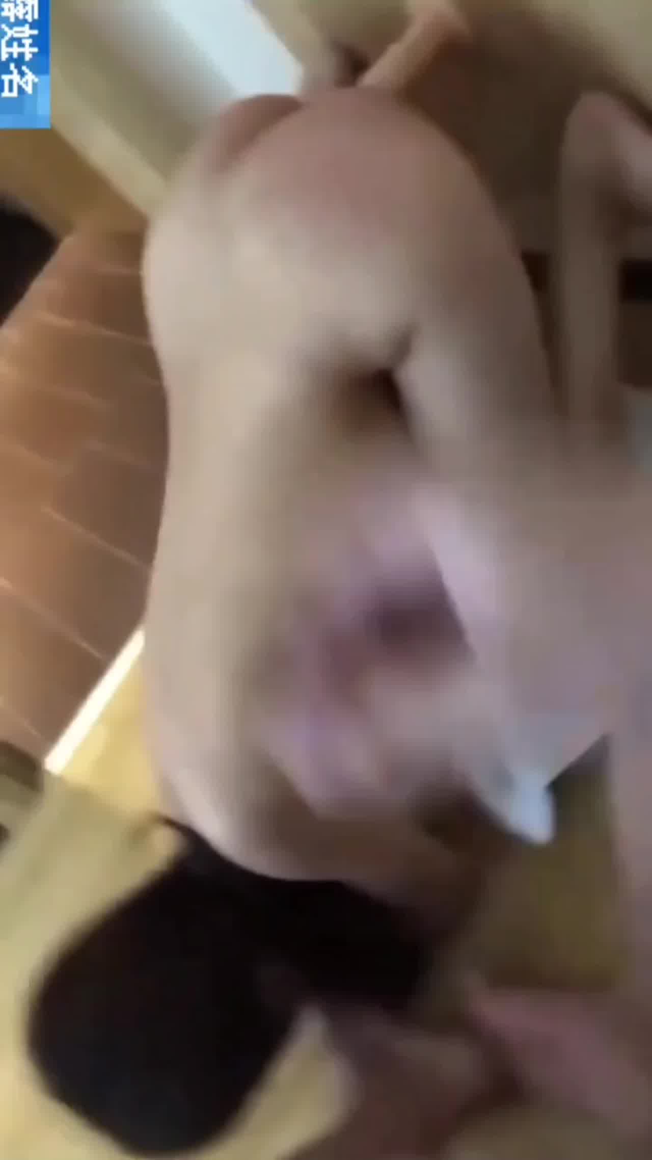  厦门公务员被金主爸爸各种调教狗奴 的剧照3